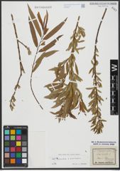 Foto von Salix triandra L. x Salix viminalis L.